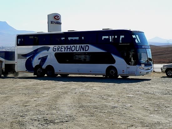 Greyhound