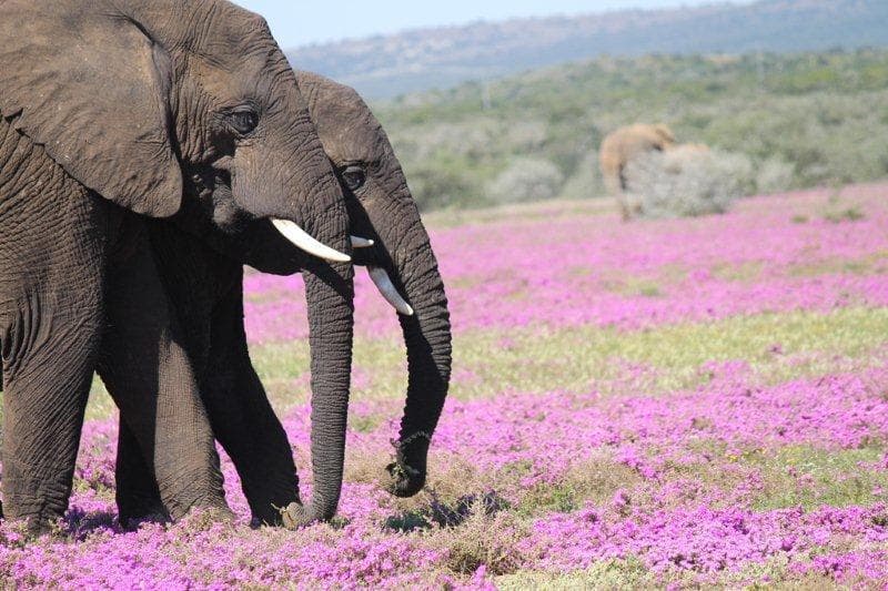 Addo National Elephant Park